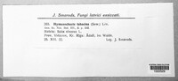 Pseudochaete tabacina image